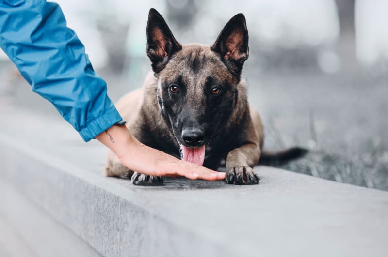 Welcome to Whitesburg Animal Hospital | Huntsville Veterinarian Welcome to Whitesburg Animal Hospital | Huntsville Veterinarian