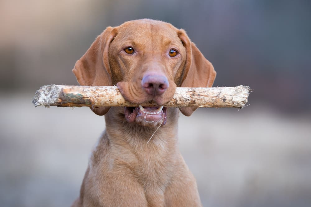 Welcome to Whitesburg Animal Hospital | Huntsville Veterinarian Welcome to Whitesburg Animal Hospital | Huntsville Veterinarian