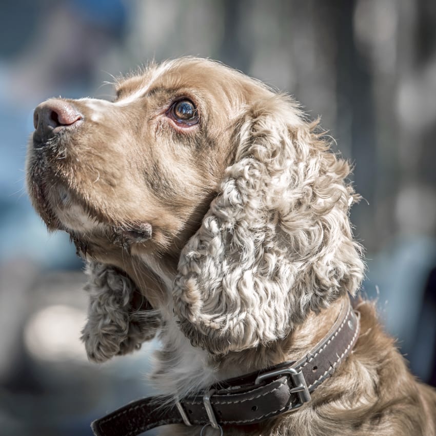 Hospice Care, Huntsville Veterinarians